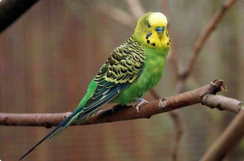 Budgie parrot 0