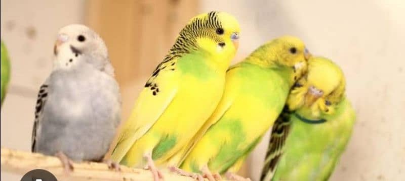 Budgie parrot 1