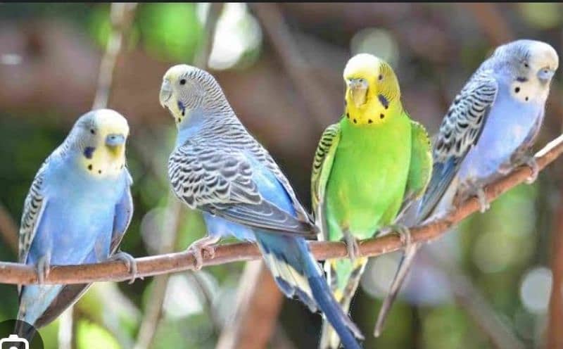 Budgie parrot 2