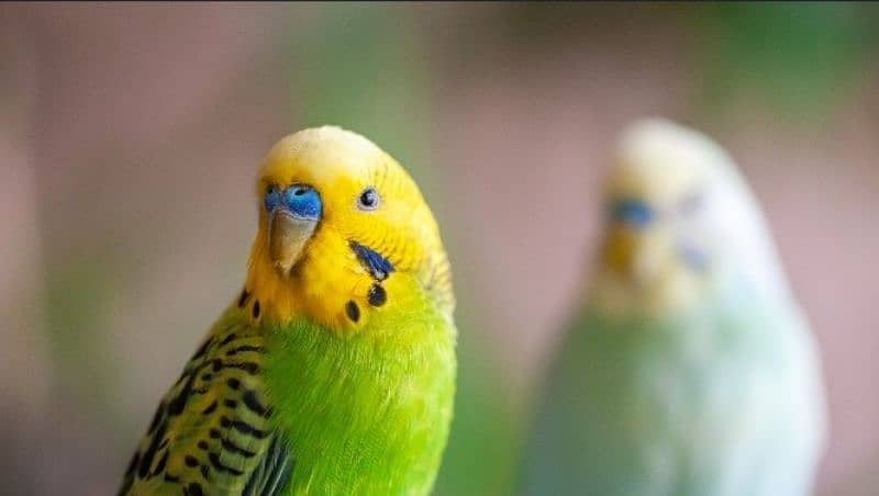 Budgie parrot 3