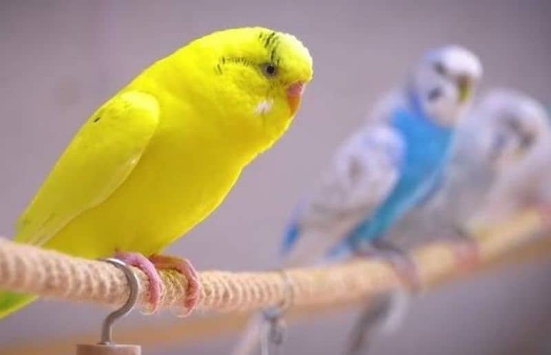 Budgie parrot 4