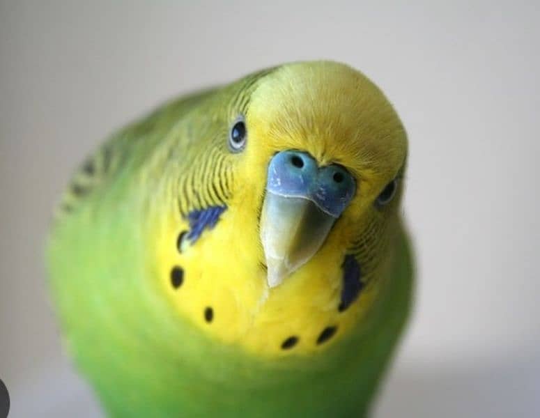 Budgie parrot 5