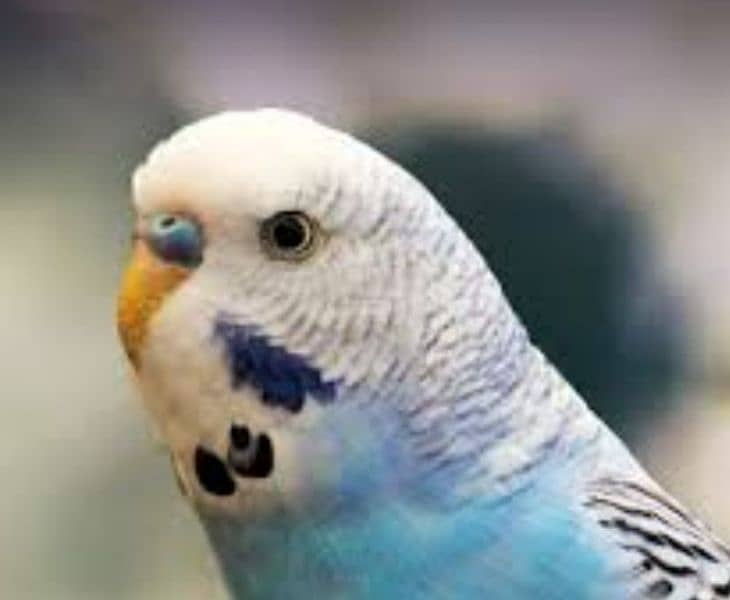 Budgie parrot 6