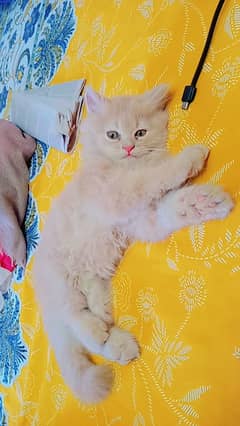 persian kitten and breeder female