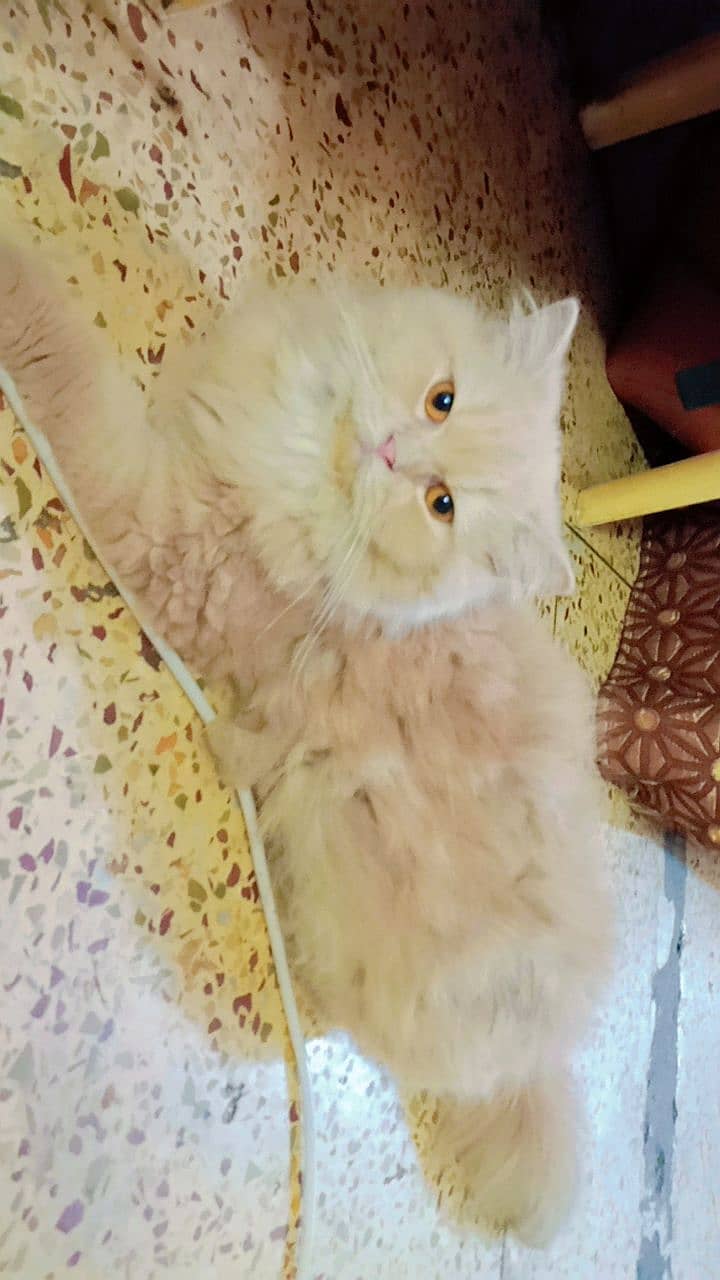 persian kitten and breeder female 2