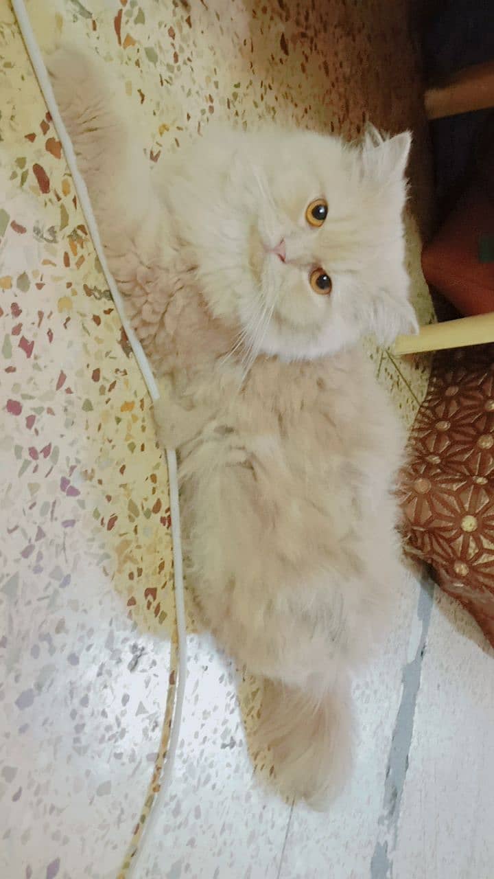 persian kitten and breeder female 3