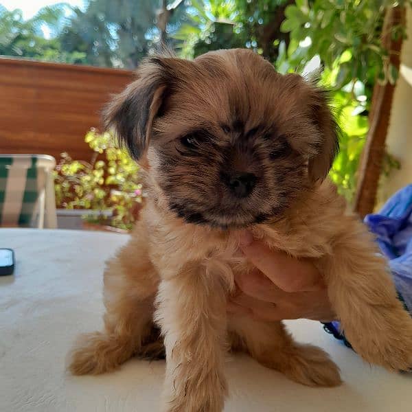 ShihtzuS Pair and puppies 2