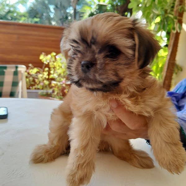 ShihtzuS Pair and puppies 3