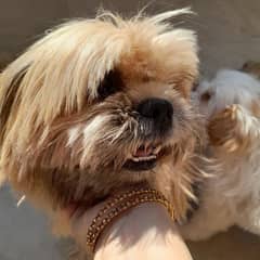 ShihtzuS Pair and puppies