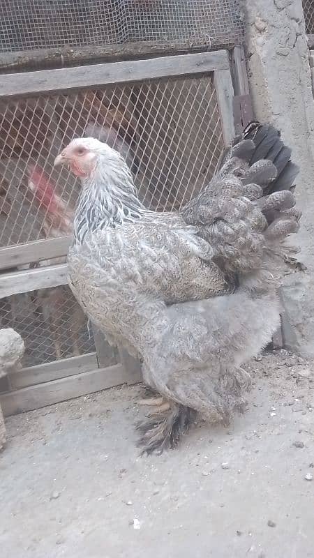 Brahman female 5