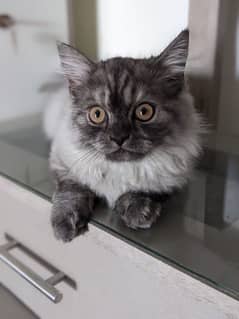 pure Persian kitten