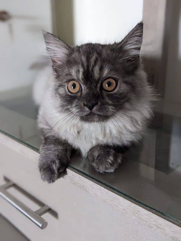 pure Persian kitten 0