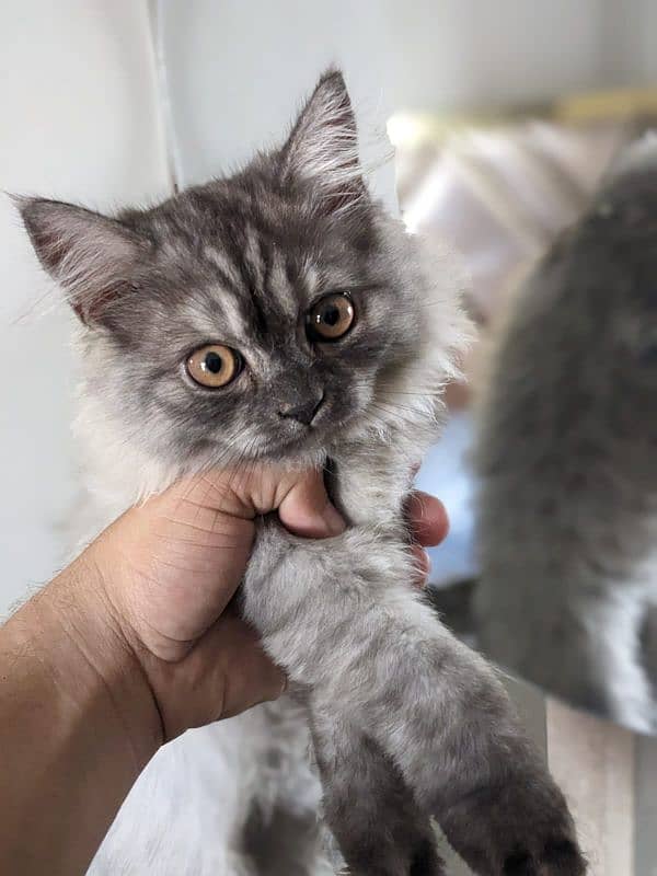 pure Persian kitten 2