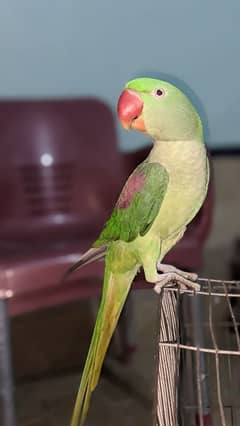 Parot