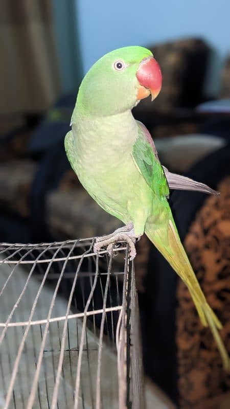 Parot for sale 1