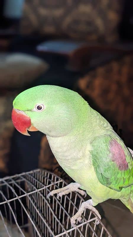 Parot for sale 2