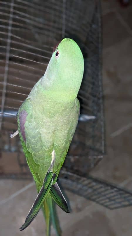 Parot for sale 3