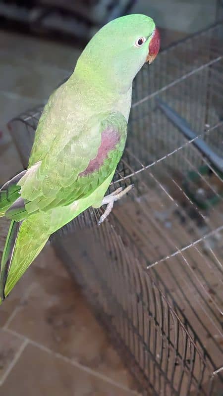 Parot for sale 4