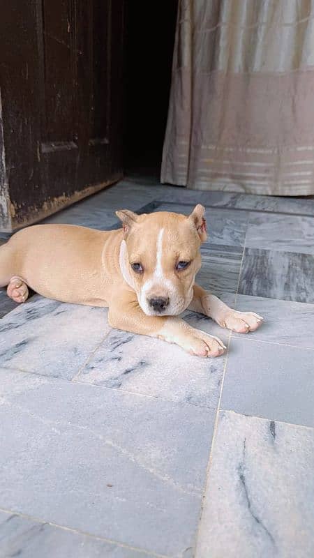 American Bully Female 4