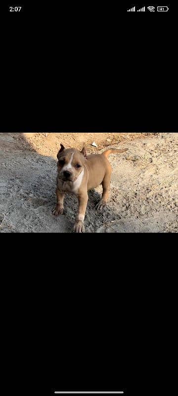 American Bully Female 5