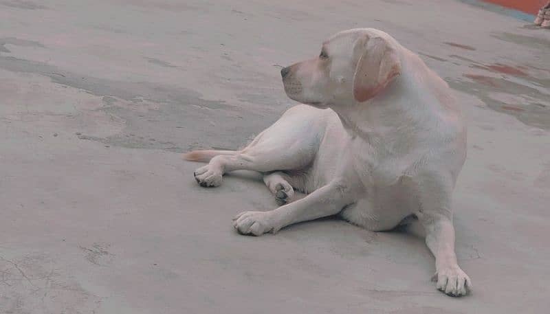 Labrador Female 0