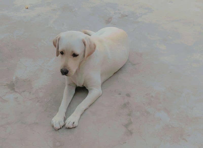 Labrador Female 1