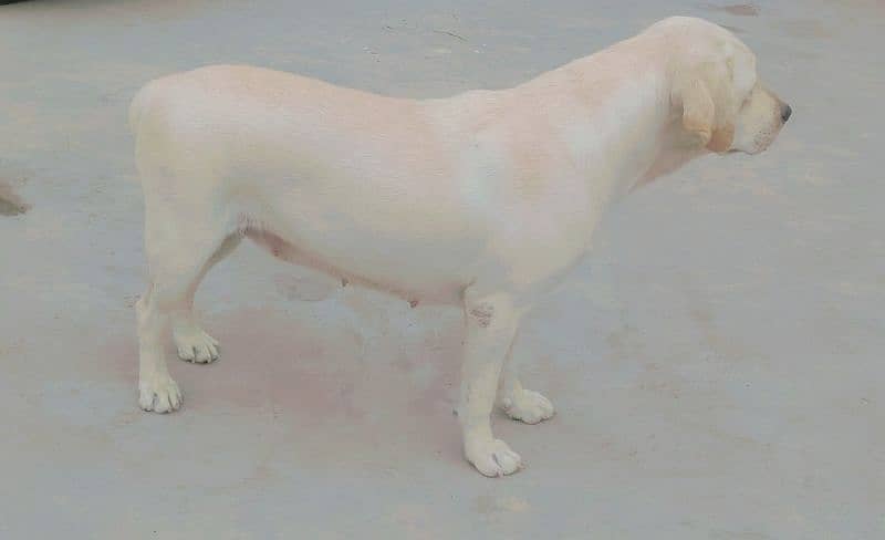 Labrador Female 2