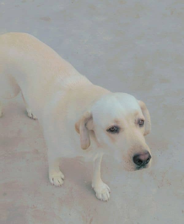 Labrador Female 3