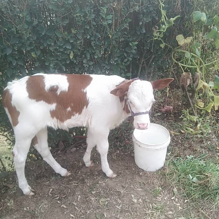 Desi Cow for Sale 0