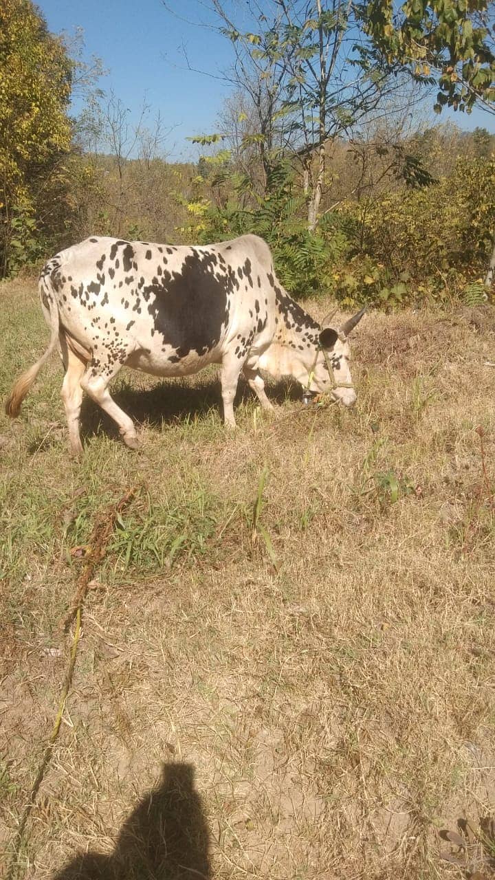 Desi Cow for Sale 1