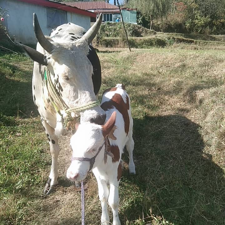 Desi Cow for Sale 3