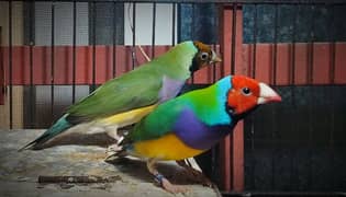 Gouldian Finches