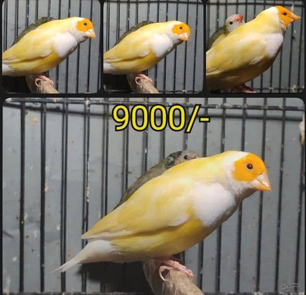 Gouldian Finches (discounted prices) 1