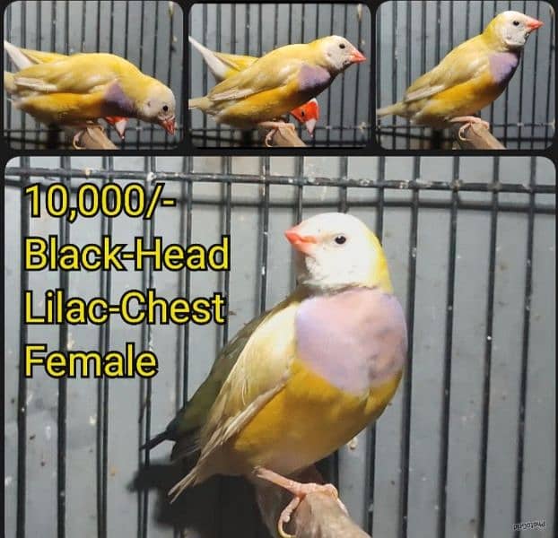 Gouldian Finches (discounted prices) 2