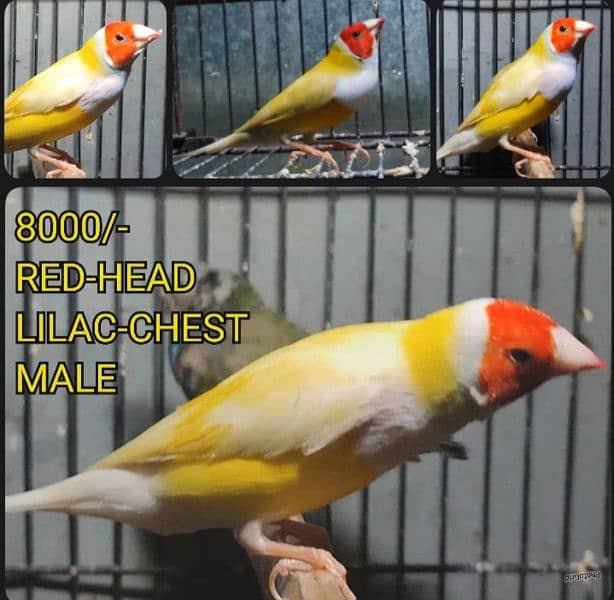 Gouldian Finches (discounted prices) 3