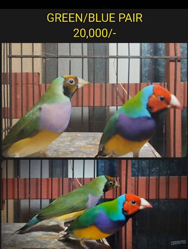 Gouldian Finches (discounted prices) 4