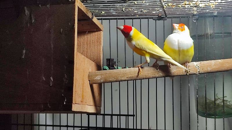 Gouldian Finches (discounted prices) 5