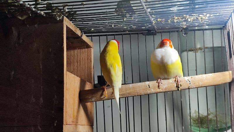 Gouldian Finches (discounted prices) 6