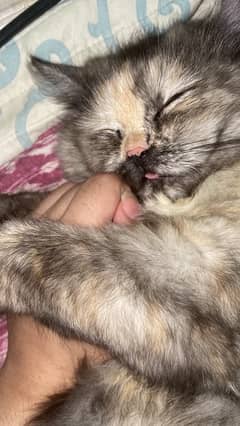 Tripple coated female cat ready for breeding