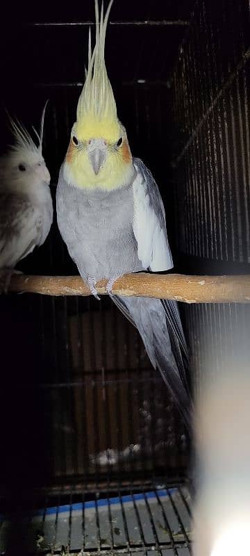 white pearl and common grey cocktail cockatiels 0