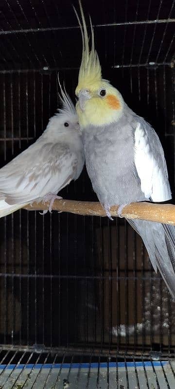 white pearl and common grey cocktail cockatiels 1