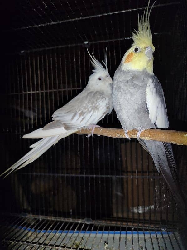 white pearl and common grey cocktail cockatiels 2