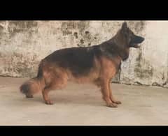 show quality long splash German shepherd female breeder 18 months