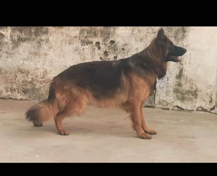 show quality long splash German shepherd female breeder 18 months 0