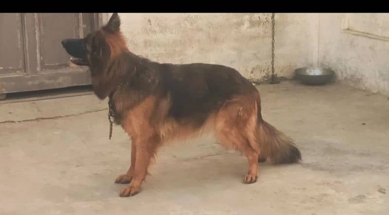 show quality long splash German shepherd female breeder 18 months 1