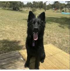 GERMAN SHEPHERD BLACK  FEMALE