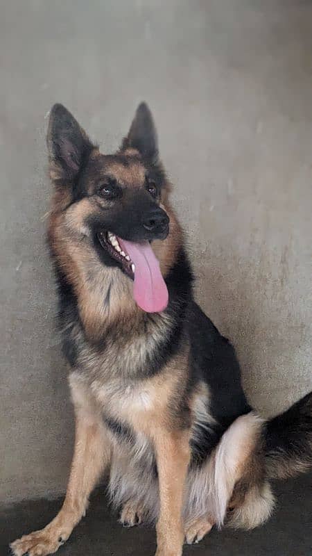 German shepherd breeder female 0