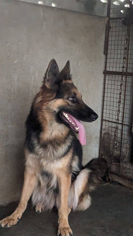 German shepherd breeder female 1