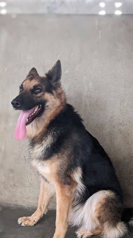 German shepherd breeder female 2