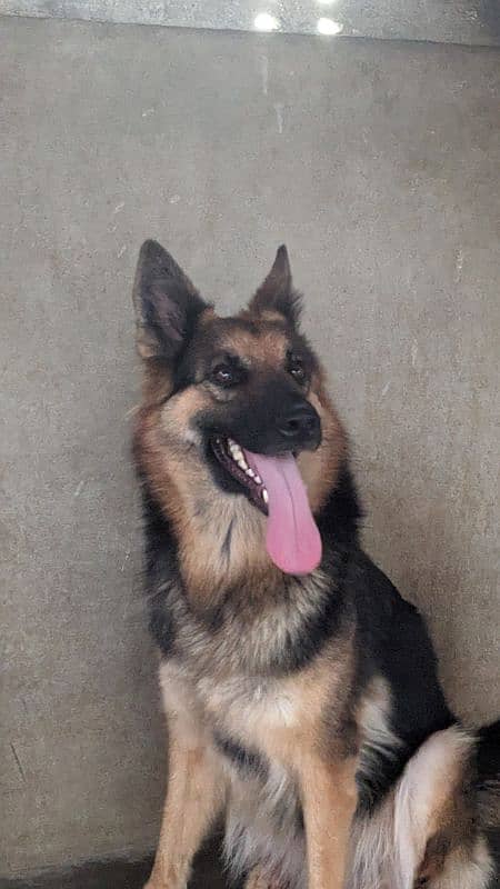 German shepherd breeder female 3